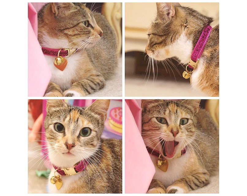 Pet Collar Upgrade - Metal Buckle Upgrade - Gold Or Silver - Add To Any Collar Order